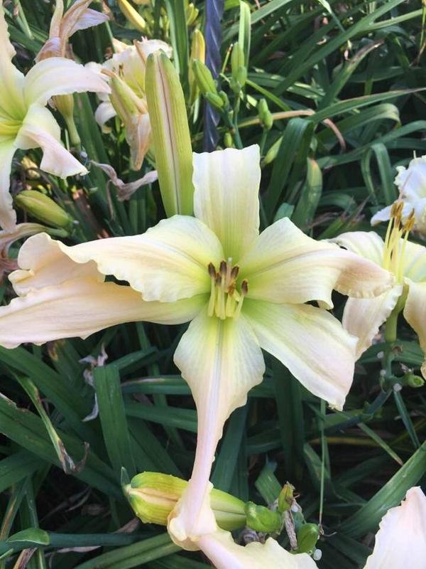 white seedling